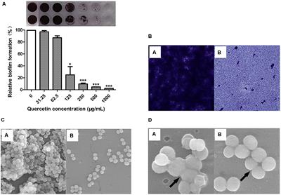 Quercetin Inhibits Biofilm Formation by Decreasing the Production of EPS and Altering the Composition of EPS in Staphylococcus epidermidis